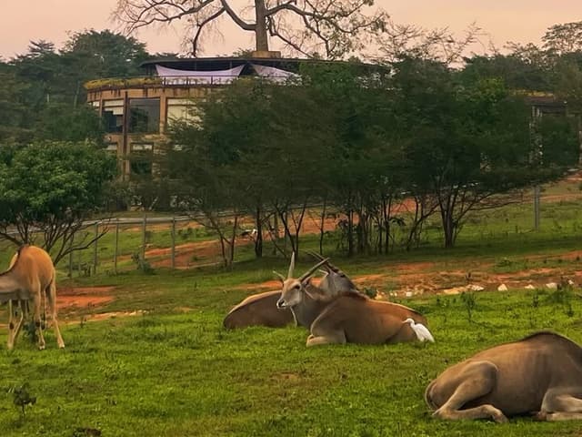 Soft Life Safari: Mole Luxury